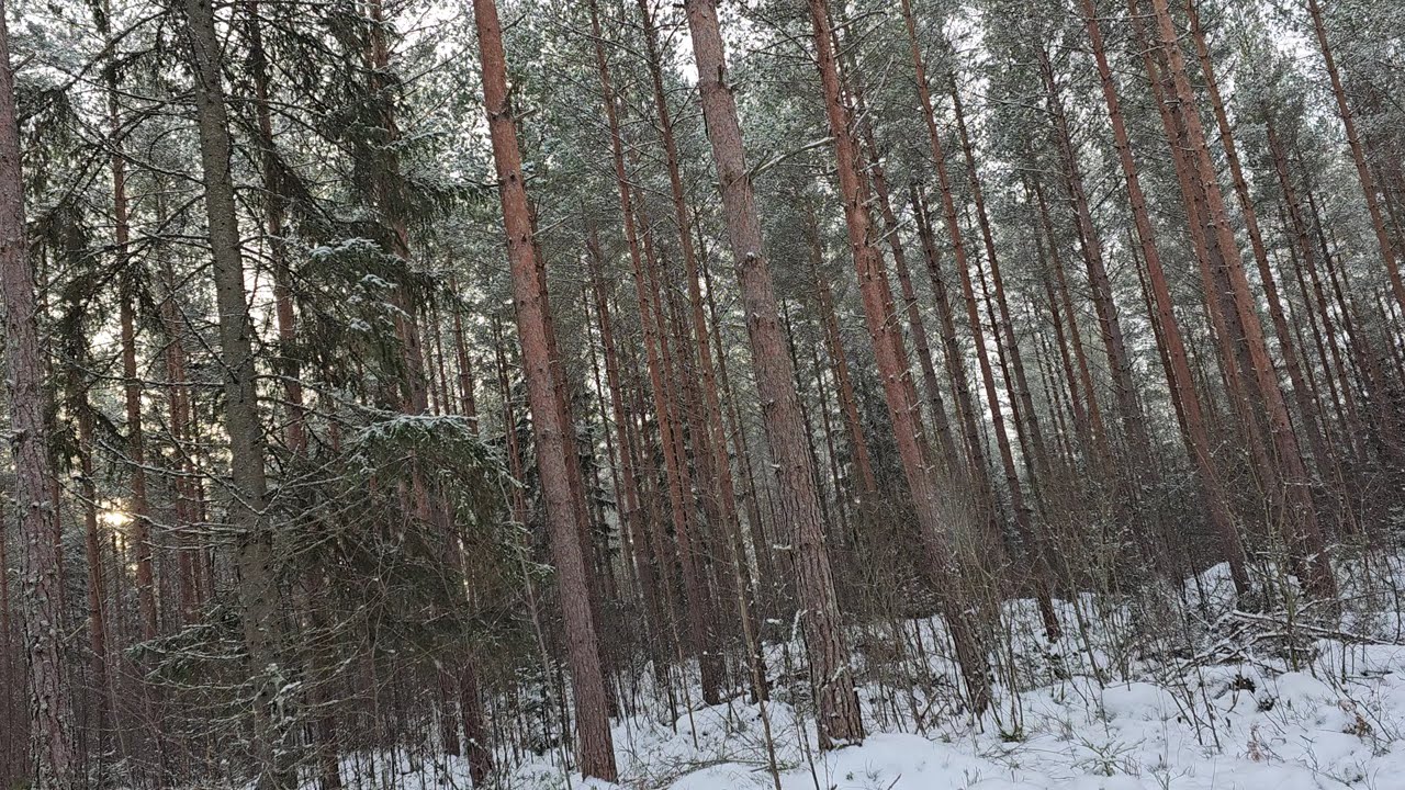 Relaxing slow snowfall at Finnish forest