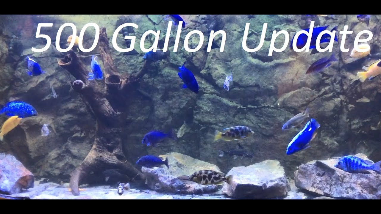 500 Gallon Afrcan Cichlid Update (660 gallon system)