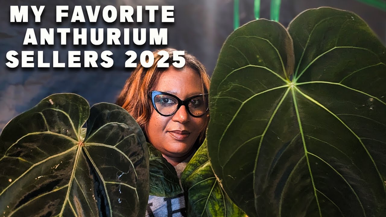 🌿 **My Favorite Anthurium Sellers! | Rare & Exotic Anthuriums** 🌿
