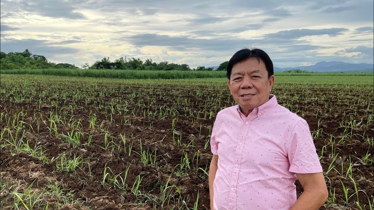 BAGONG PAGTATANIM, MALAKI KITA ng mga SUGARCANE PLANTERS
