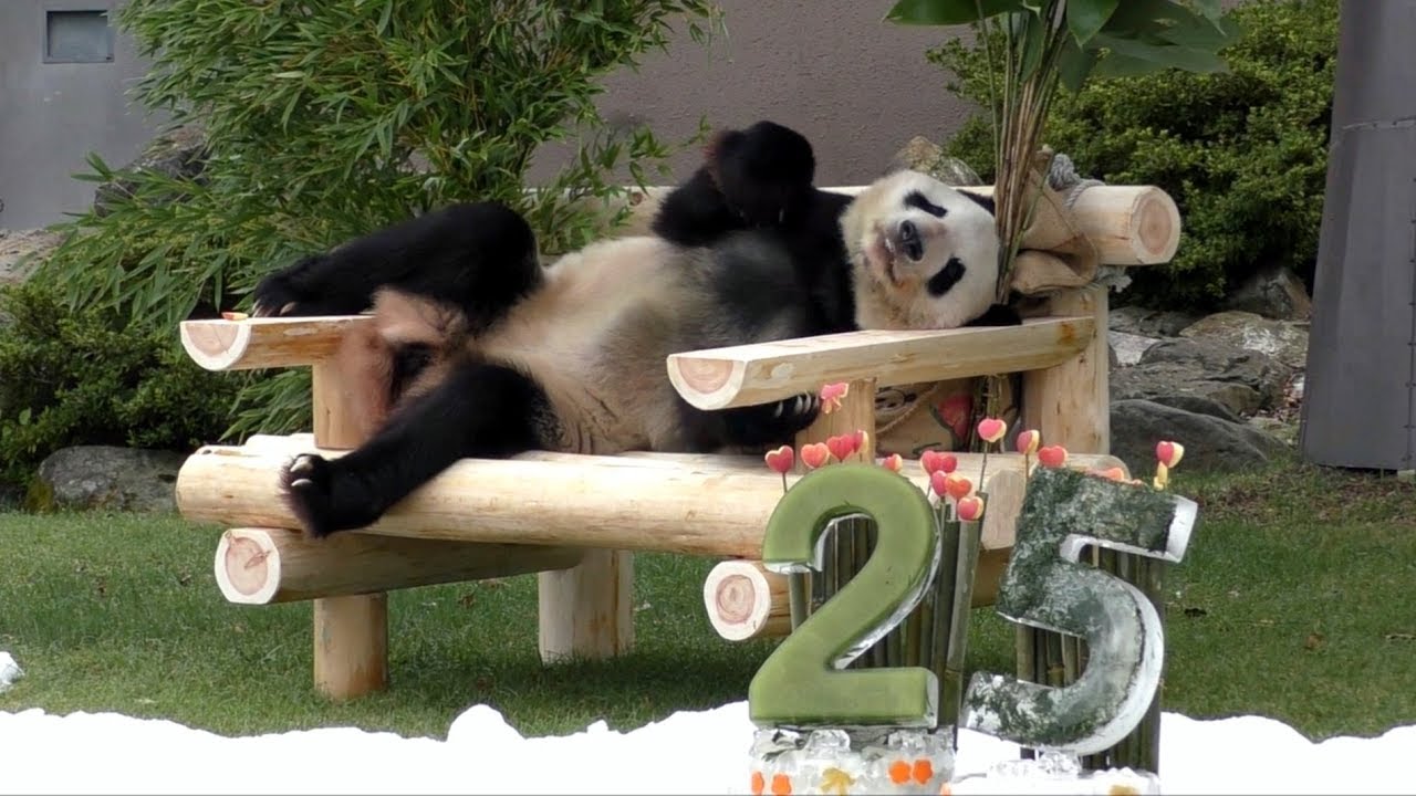 【おめでとう！】永明パパ🐼25歳のバースデーパーティ🎊【またまた世界記録更新❤】Father Panda -Eimei-☆Happy 25th Birthday party♪
