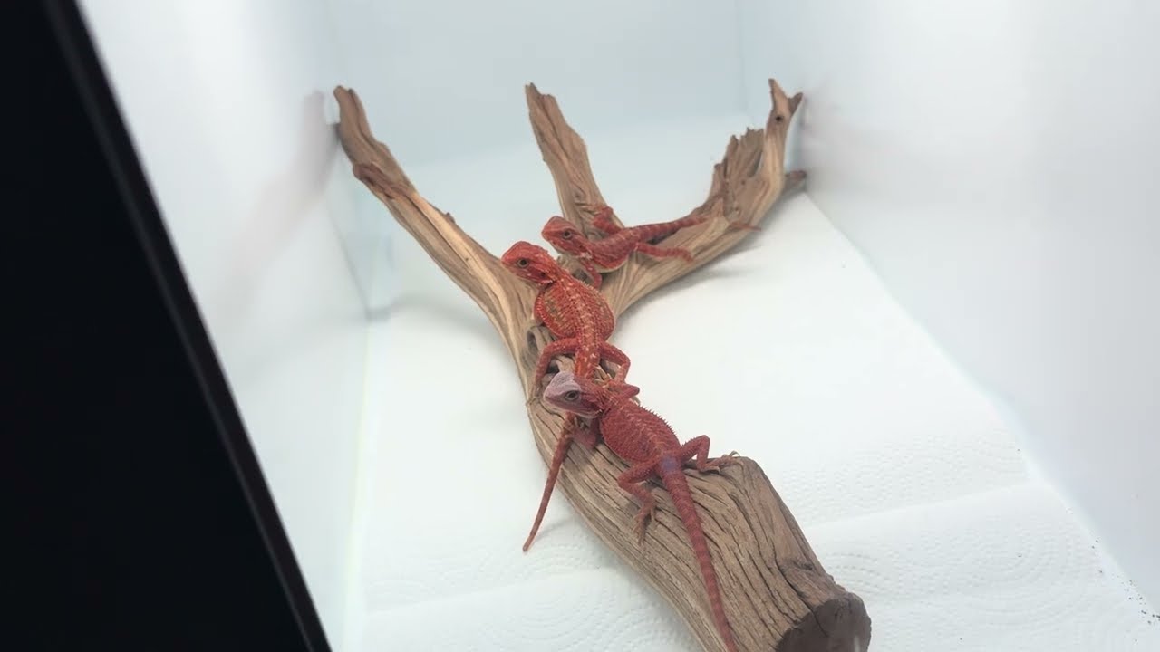 Let’s visit the Texas Reptile Expo 