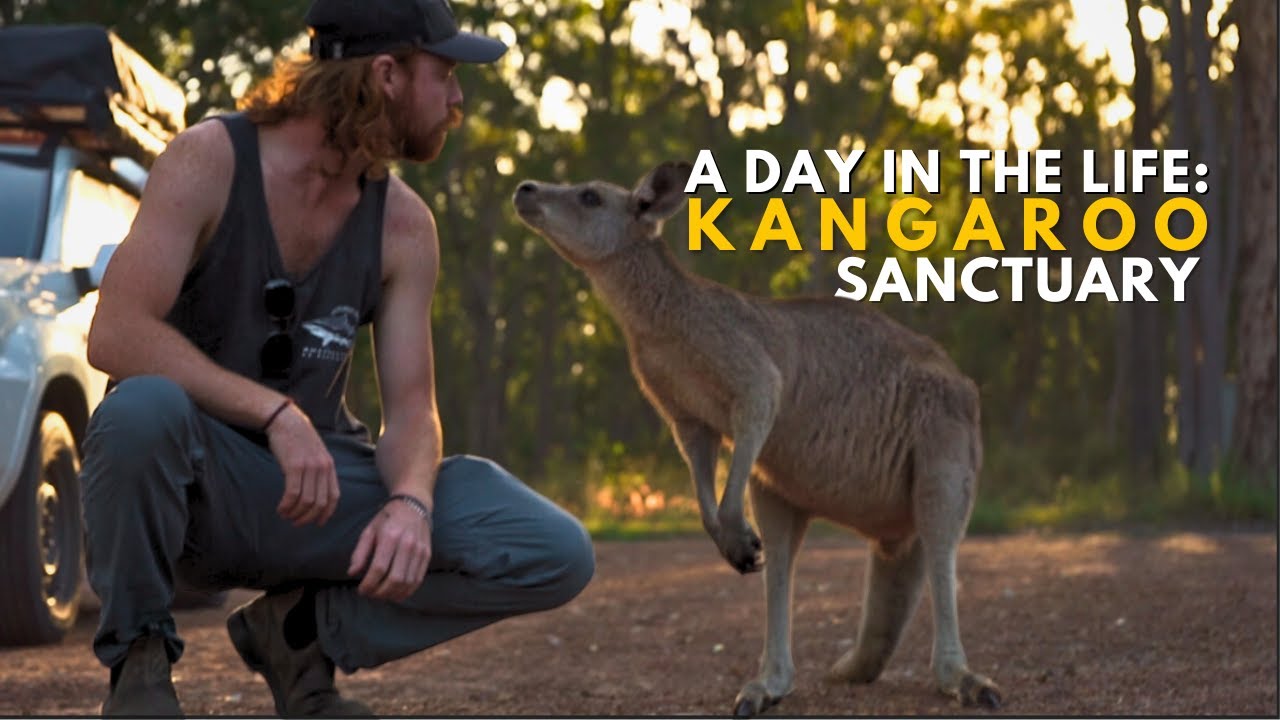 Our Wildlife Rescue Experience: Volunteering with Kangaroos || Australia Travel Vlog