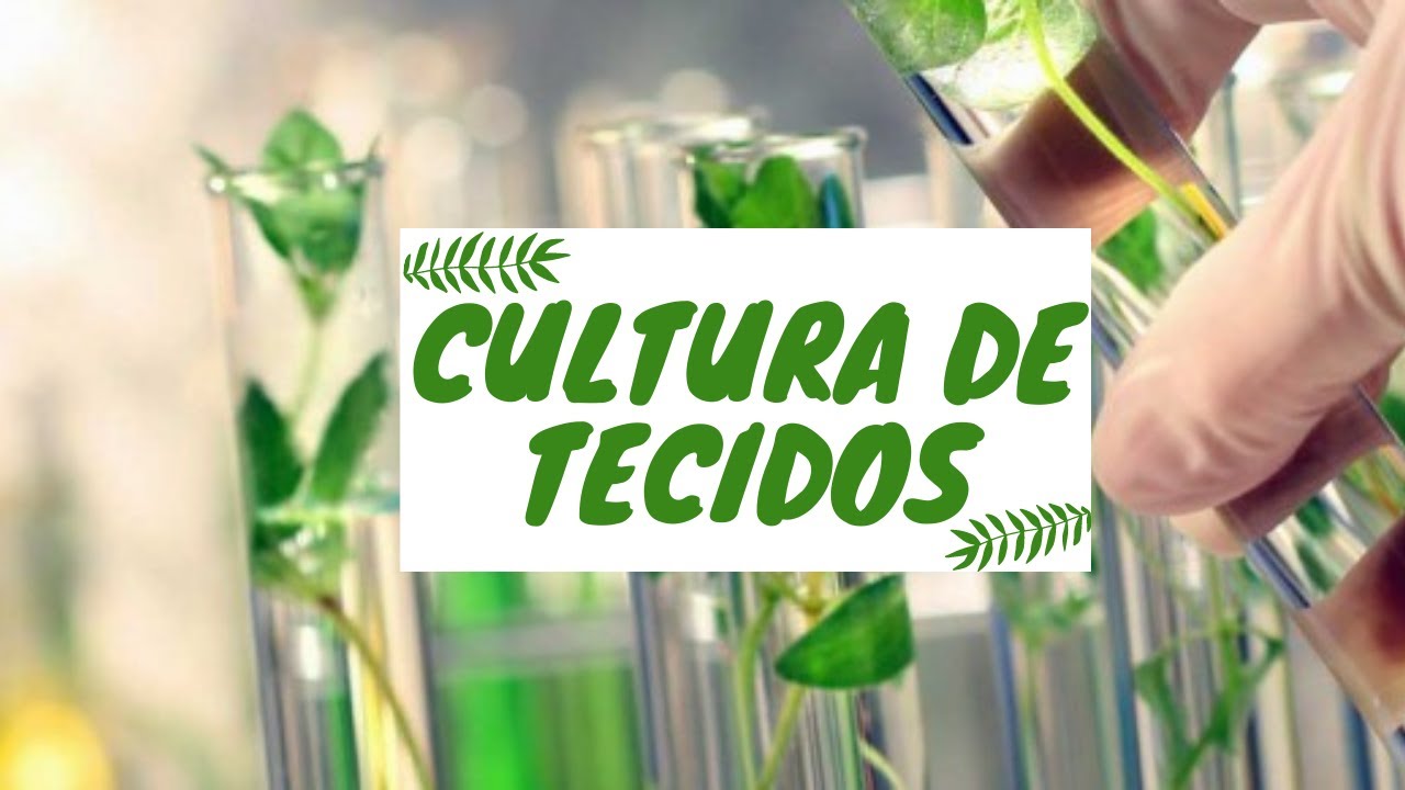 Cultura de Tecido Vegetal - Fundamentos de Biotecnologia Ple 1 - UFRPE/UAST