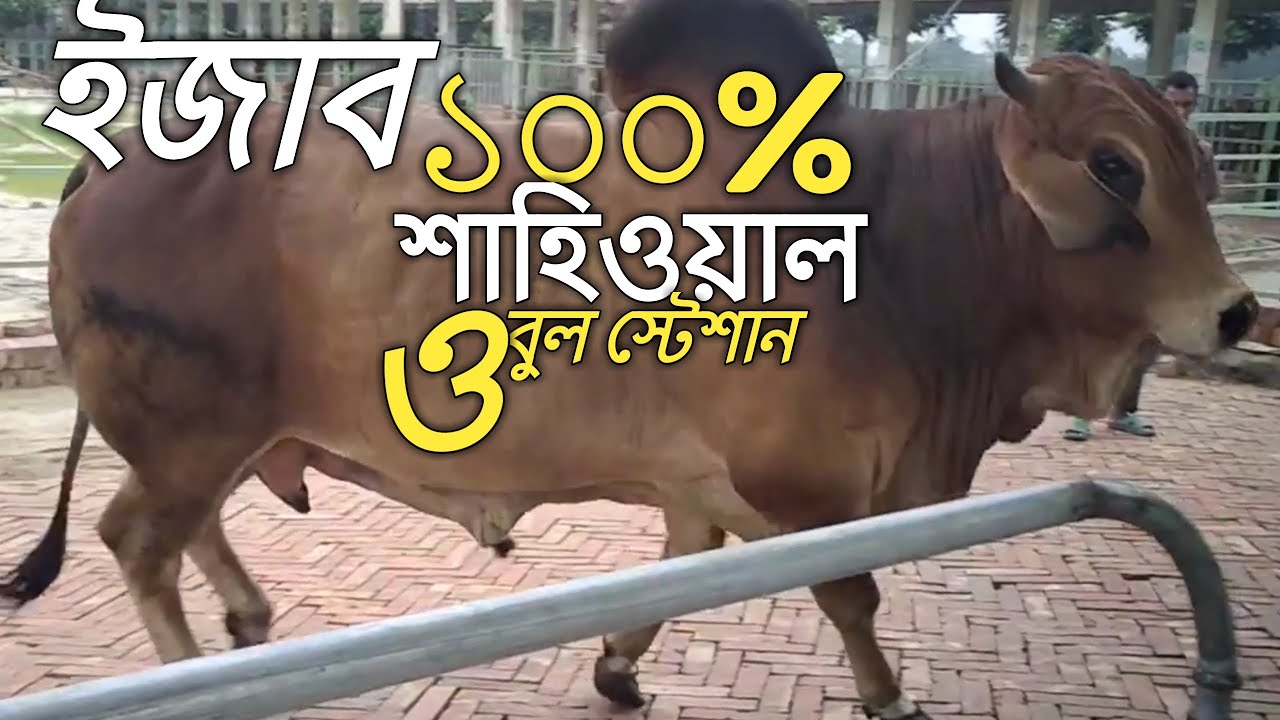 ইজাব এলায়েন্স লিমিটেড || ইজাব ৪৫০ নাম্বার বুল || ইজাব ৪৩৪ || ইজাবের শাহিওয়াল বুল ||ejab bull station