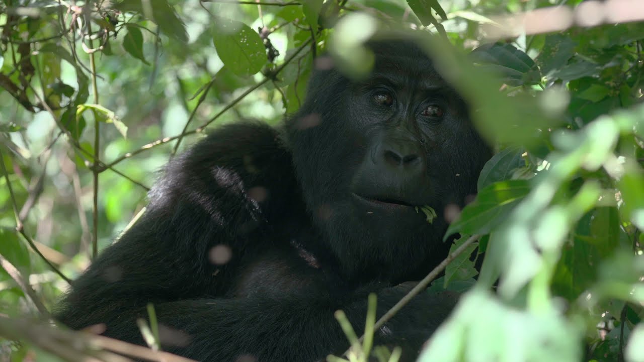 Tým TKS2 stanul tváří tvář horským gorilám /Uganda