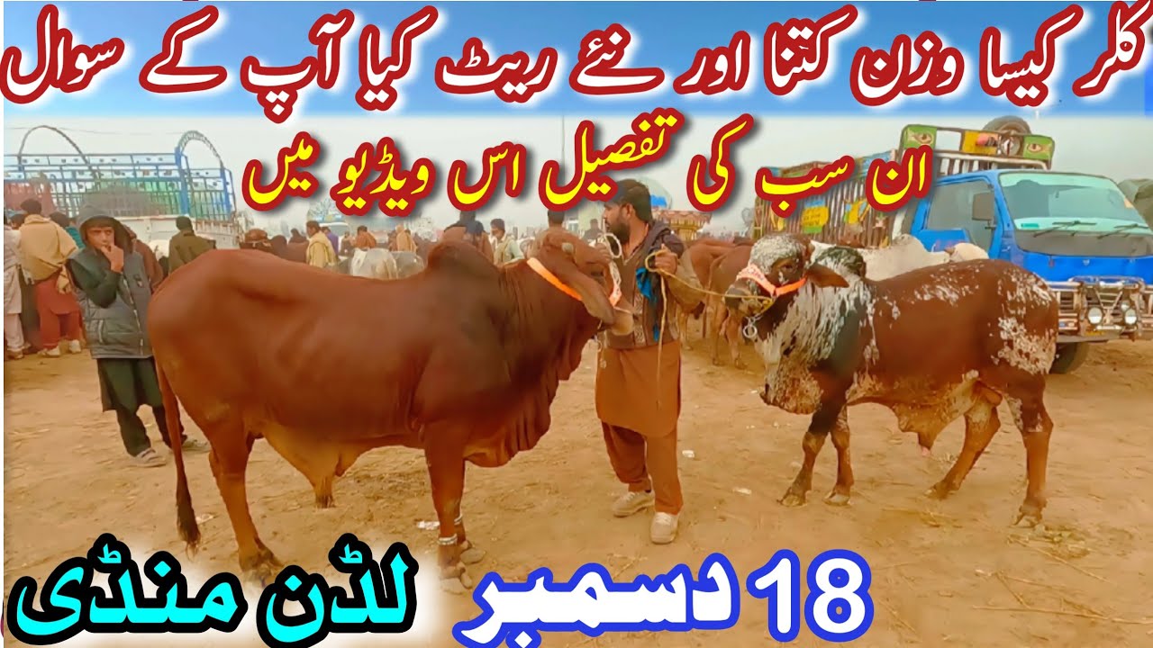 TODAY LUDDAN MANDI LATEST PRICE UPDATE || Sahiwal Cholistani Bachray For Qurbani || Bachra Farming
