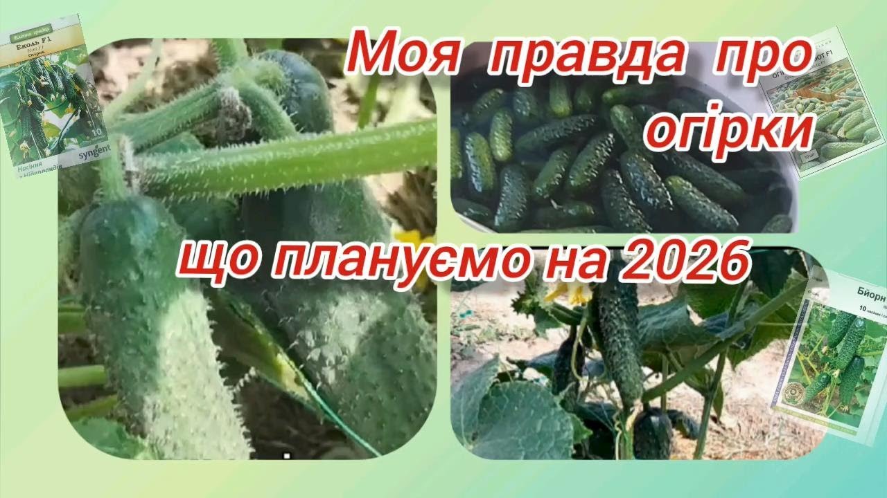 Все про огірки, які огірки плануємо вирощувати у 2026 році @Всього потрошку у селі