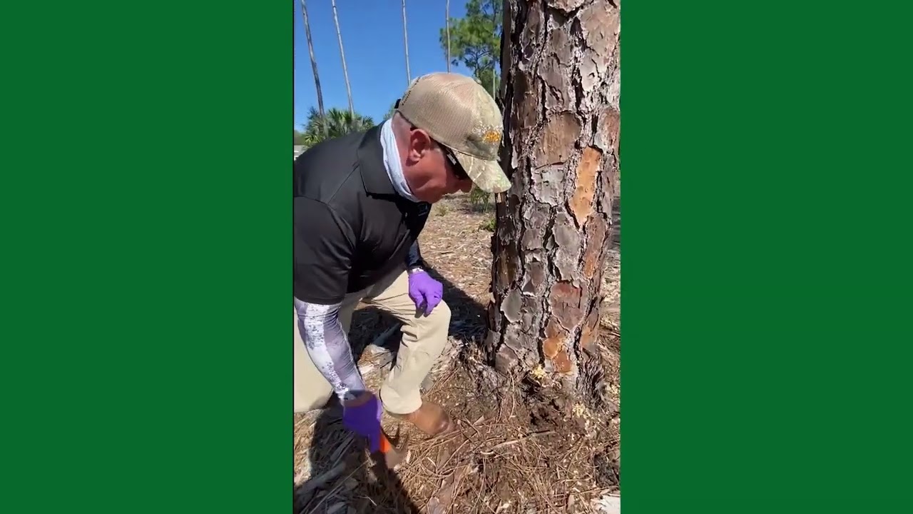 How To Inject Conifer Trees