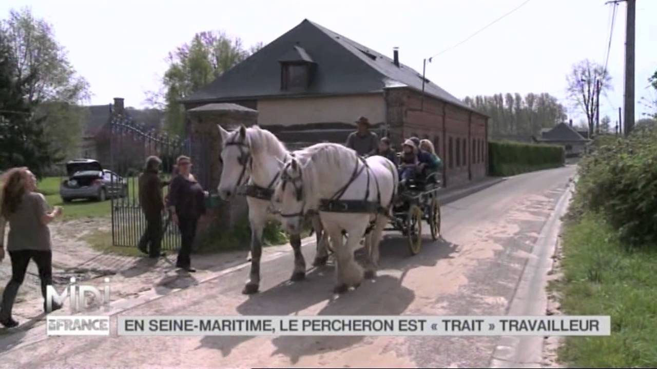 ANIMAUX : En Seine Maritime, le percheron est 