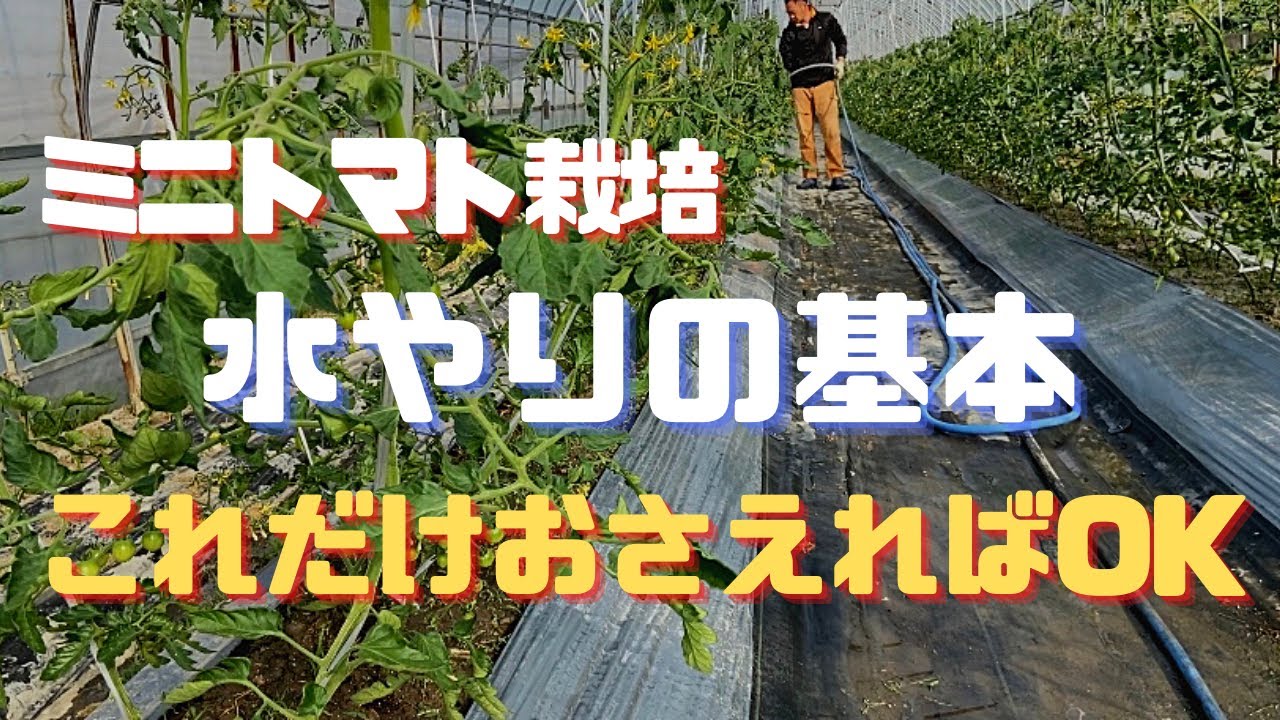 【はじめてのミニトマト栽培】水やりの基礎知識【家庭菜園】