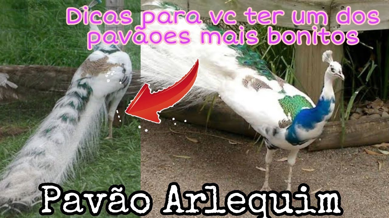 Como criar pavão Arlequim