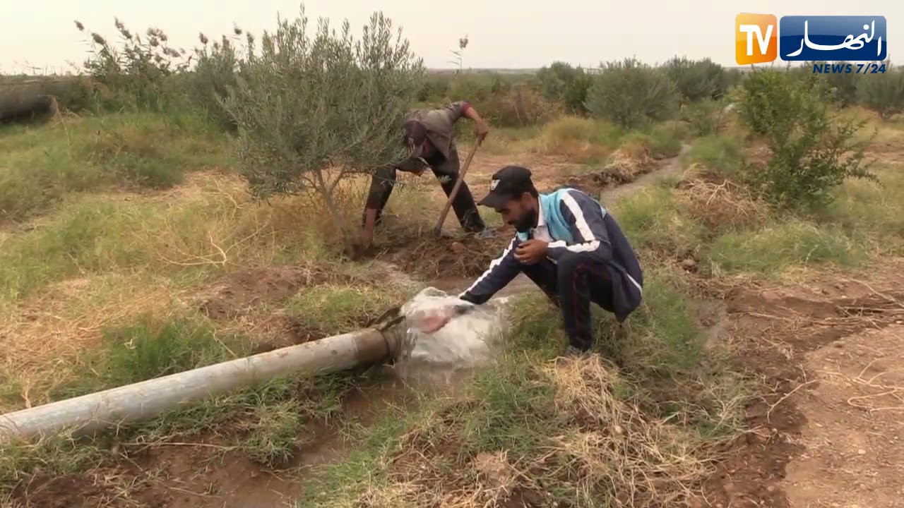 غليزان : المزرعة النموذجية..شراكة بين القطاعين العمومي و الخاص تحقق نتائج باهرة