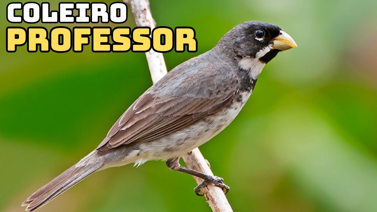 COLEIRO PROFESSOR TUI TUI FIBRADO PRONTO PRA ENSINAR COLEIRINHOS PARDINHOS
