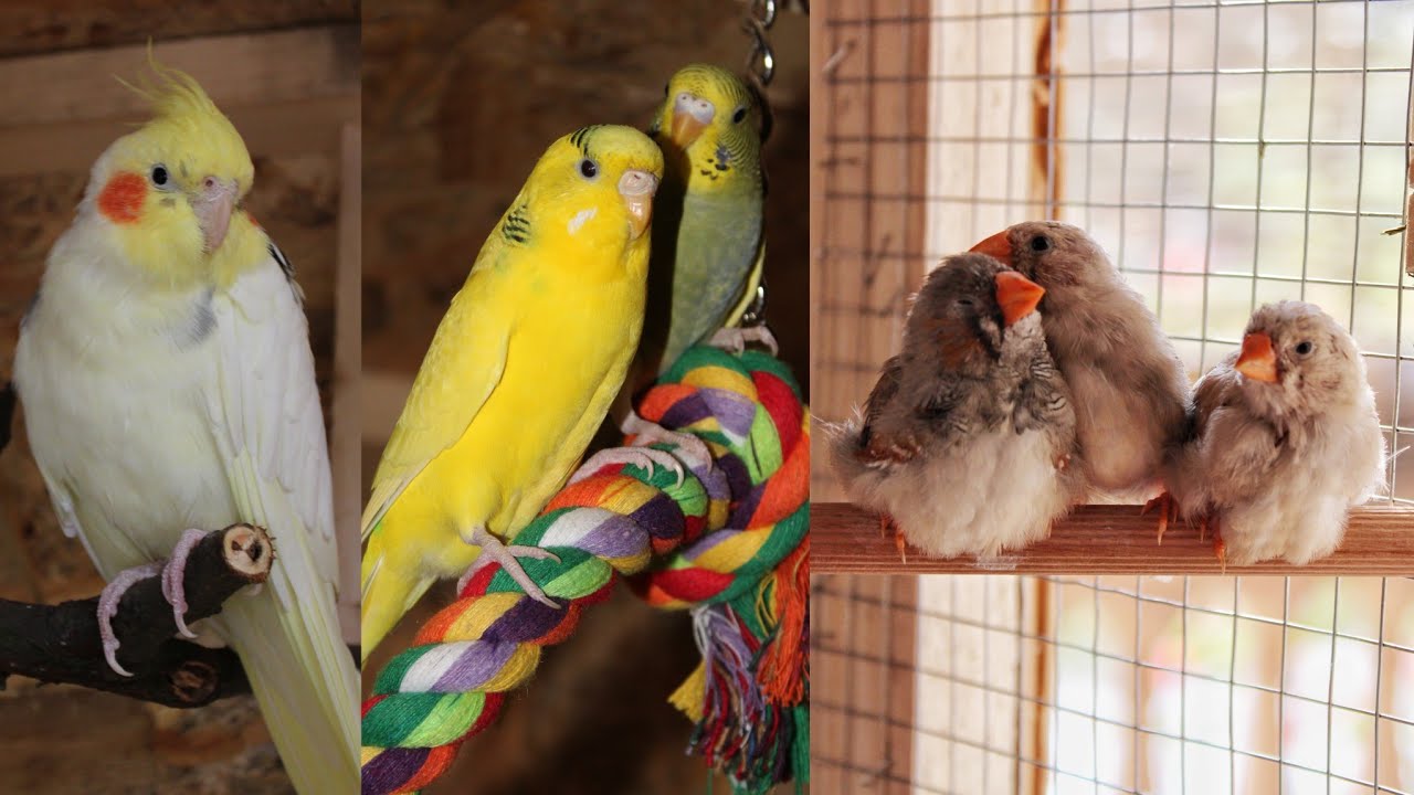 My Mixed Bird Aviary