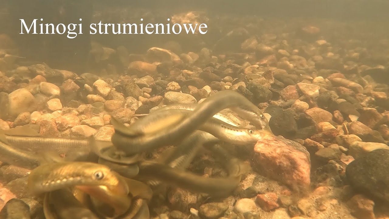 Minogi strumieniowe z małego strumienia. Lampetra planeri, European brook lamprey