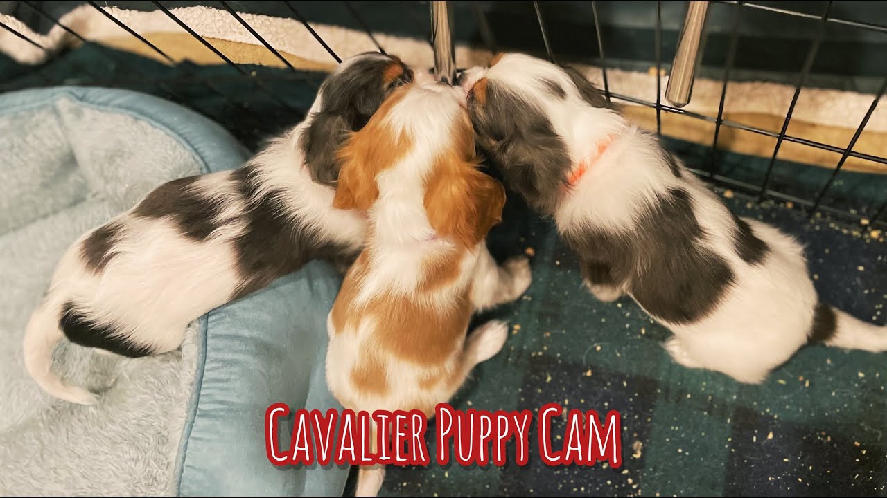 Playful Puppies Livestream
