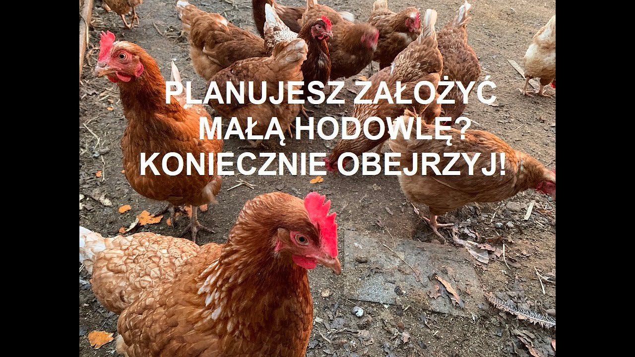 Odcinek 856 MASZ, MYŚLISZ LUB PLANUJESZ ZAŁOŻYĆ HODOWLĘ KUR? JAK ZACZĄĆ TĄ PRZYGODĘ? PORADNIK