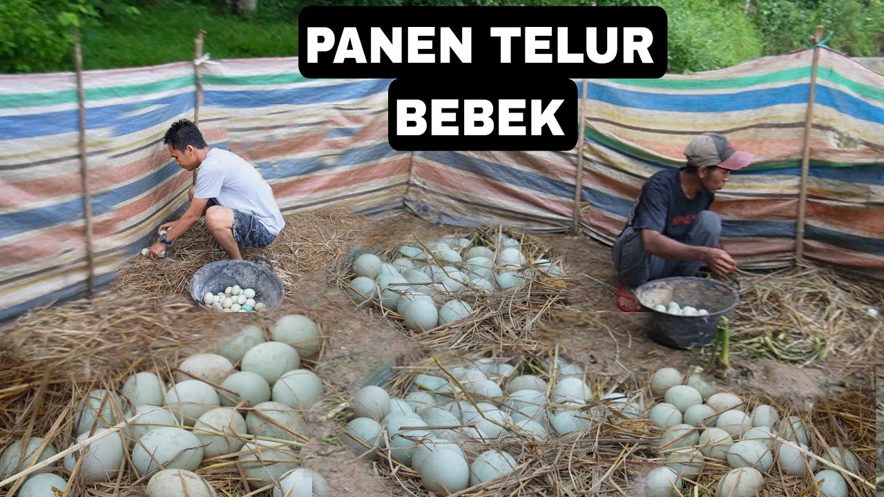 Ternak bebek sistim gembala Tampa kasih pakan bisa panen telur...