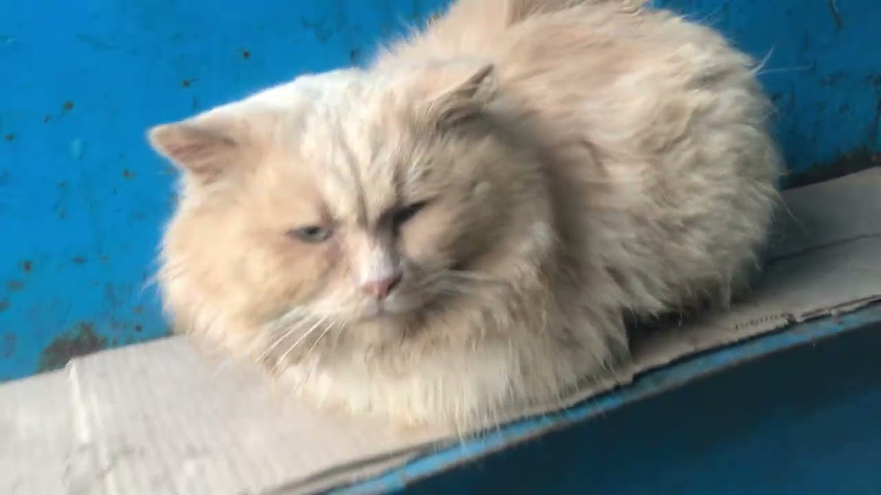 Super Cool and Tender Cats Larisa and Peach
