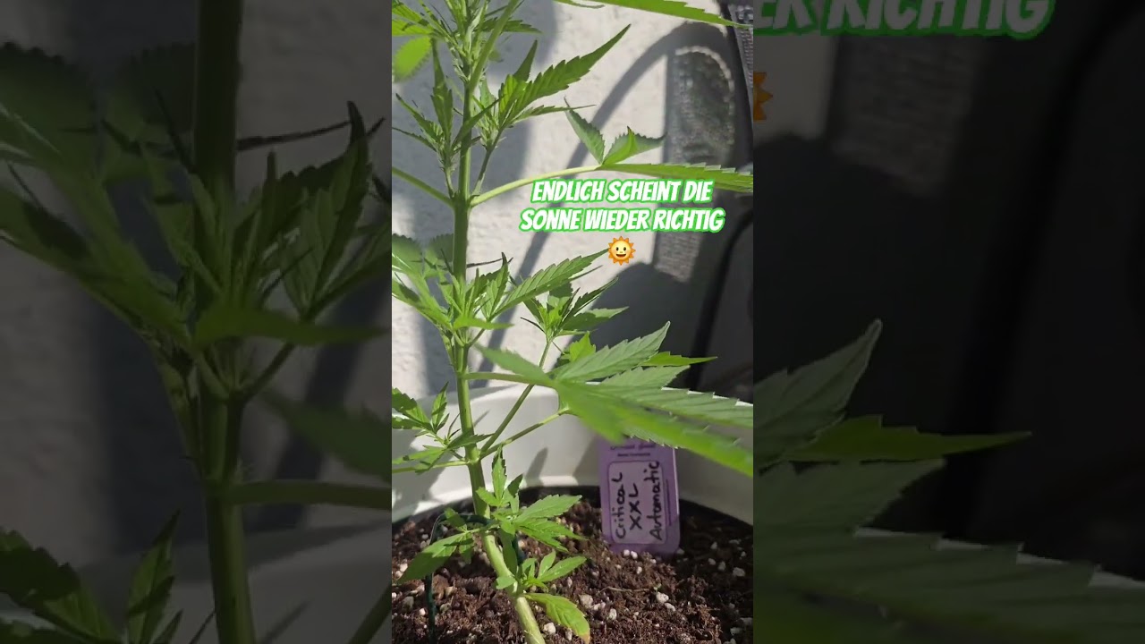 Day 36 Critical XXL Automatic #420 #cannabis #outdoorgrow #automatic #criticalxxl
