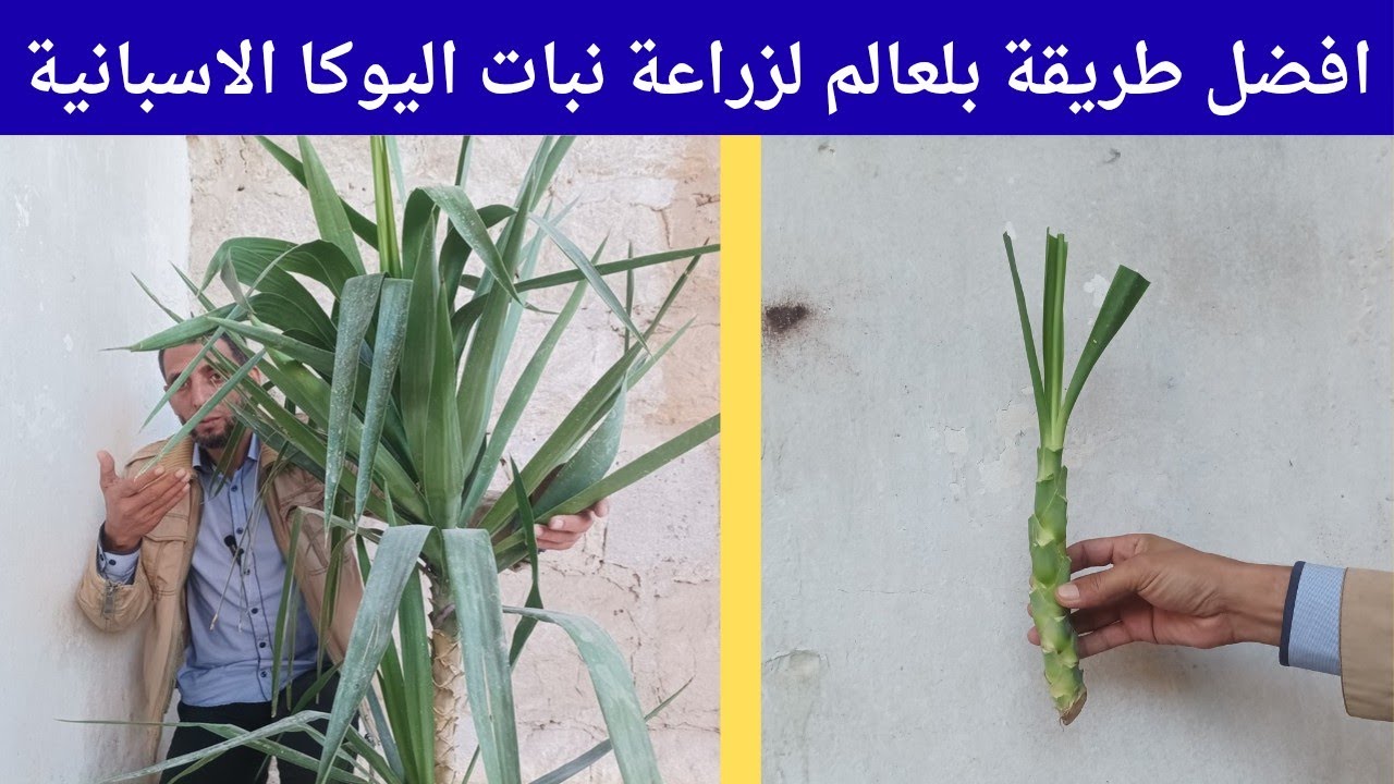 افضل طريقة بلعالم لزراعة نبات اليوكا الاسبانية 