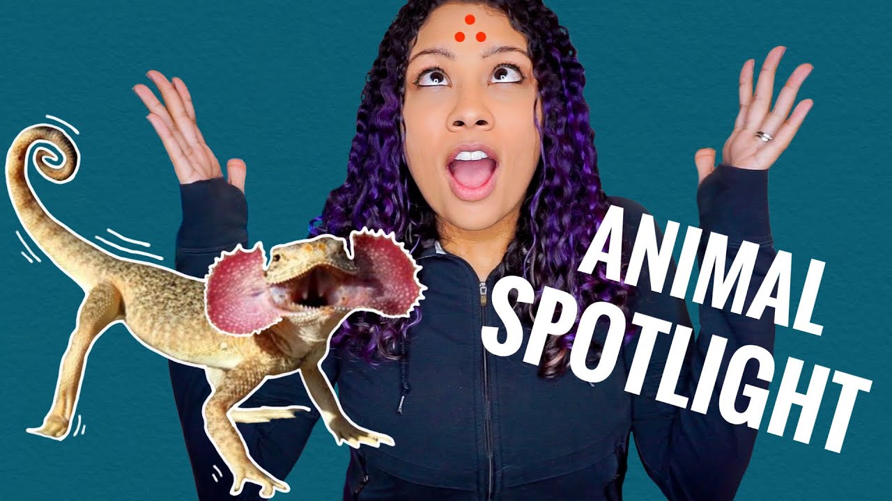 Animal Spotlight - Toad Head Agama