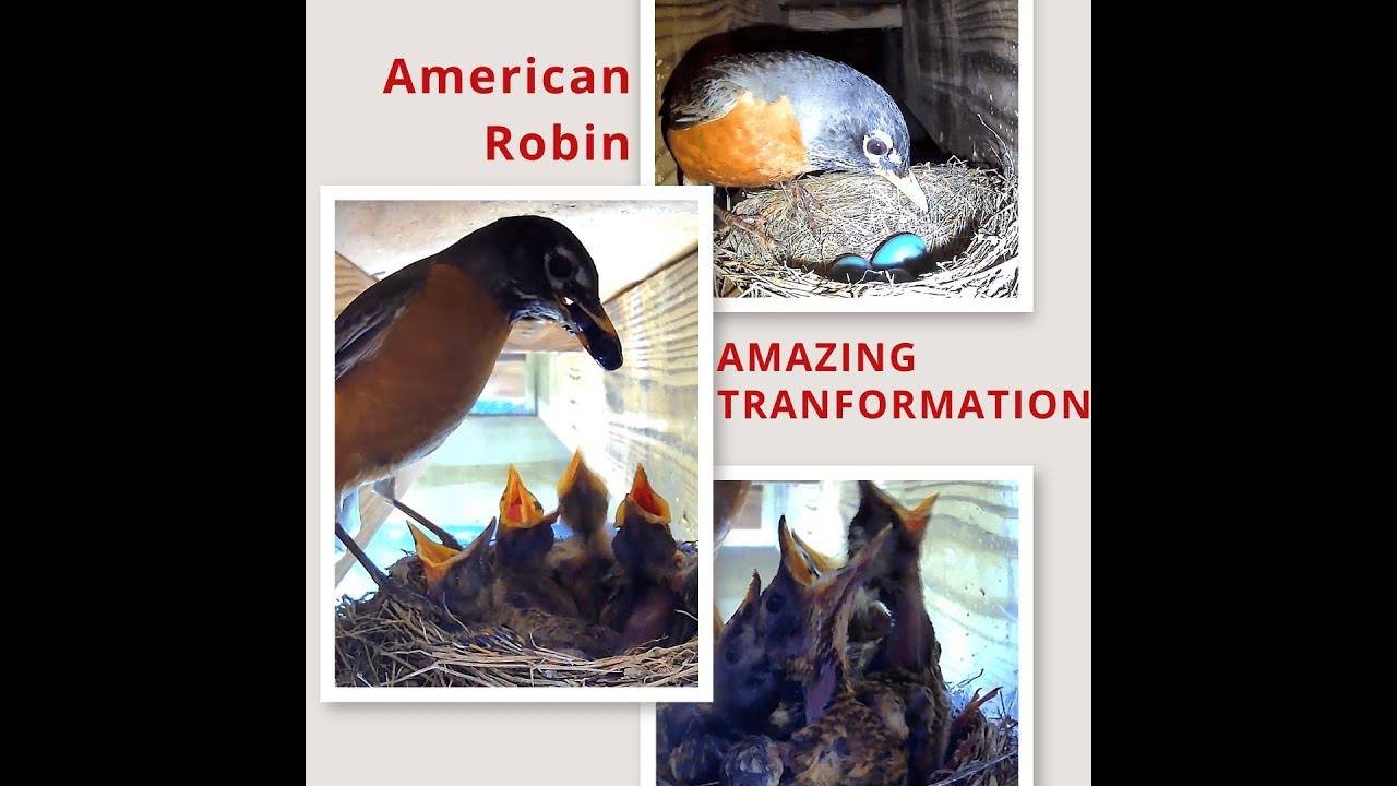 American Robin Feeding Schedule