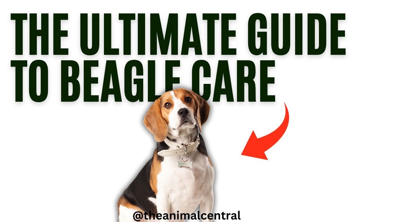 The Ultimate Guide to Beagle Care