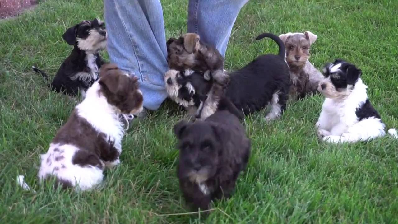 Miniature Schnauzer Puppies for Sale from www.dyerfarms.com