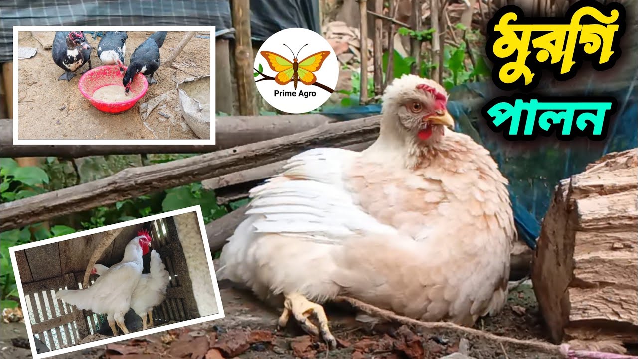 এভাবে হাঁস-মুরগি 🦆পালন করলে লাভ হবেই | Prime Agro