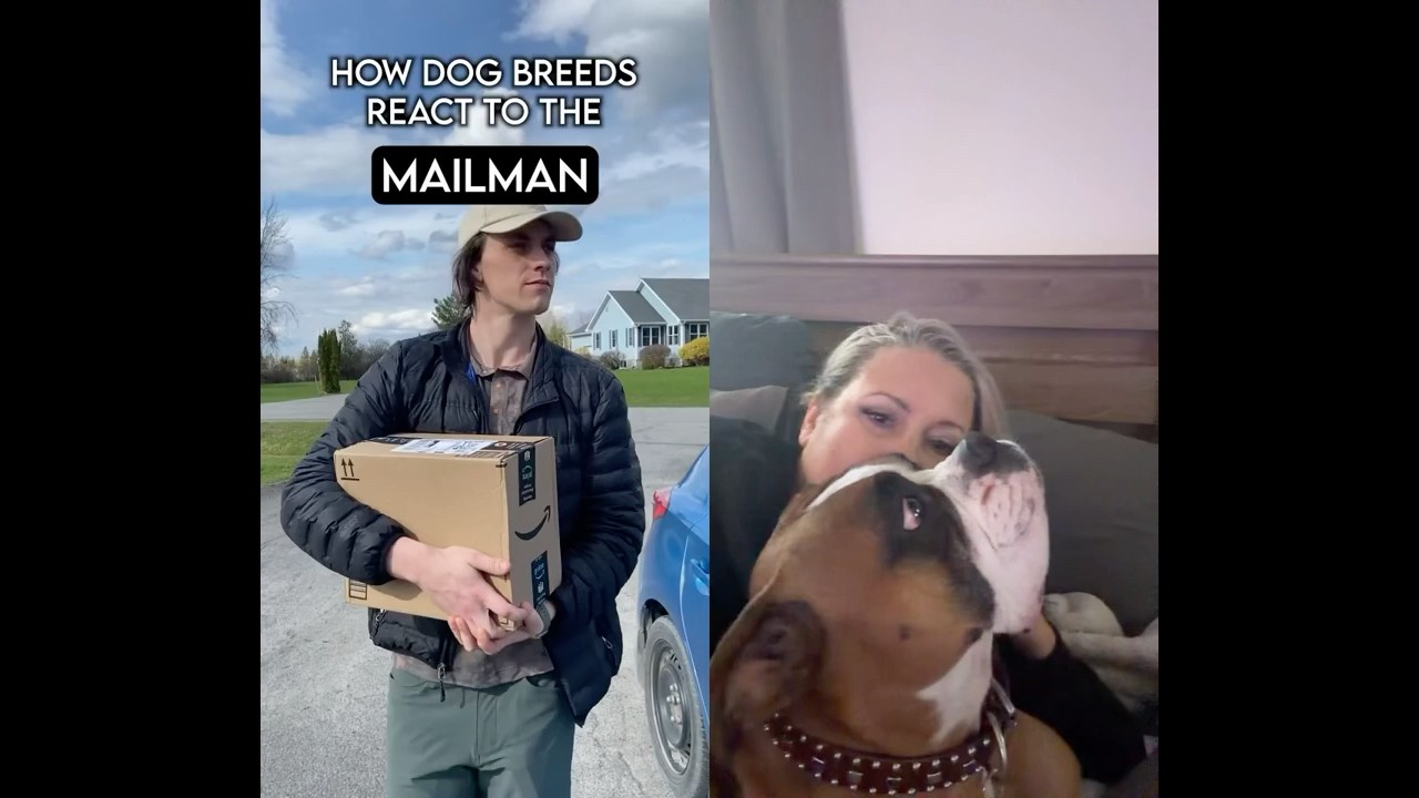 How dog breeds react to Package DELIVERY DRIVERS! 