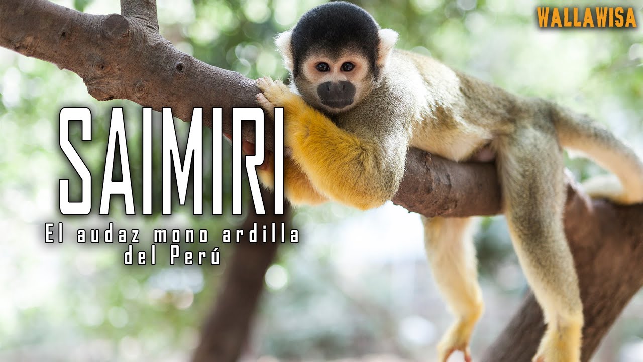 SAIMIRI: El audaz mono del Perú