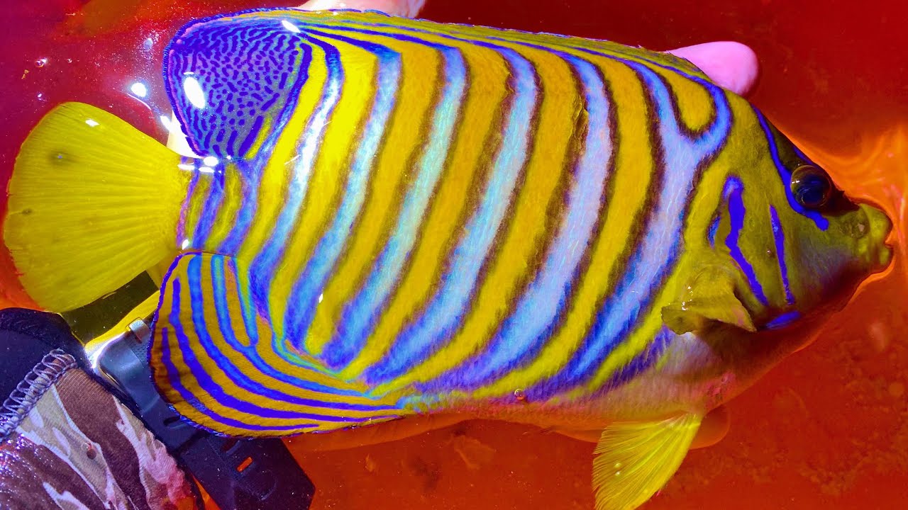 過去最強の豪華熱帯魚を捕まえて、水槽を立ち上げます！！