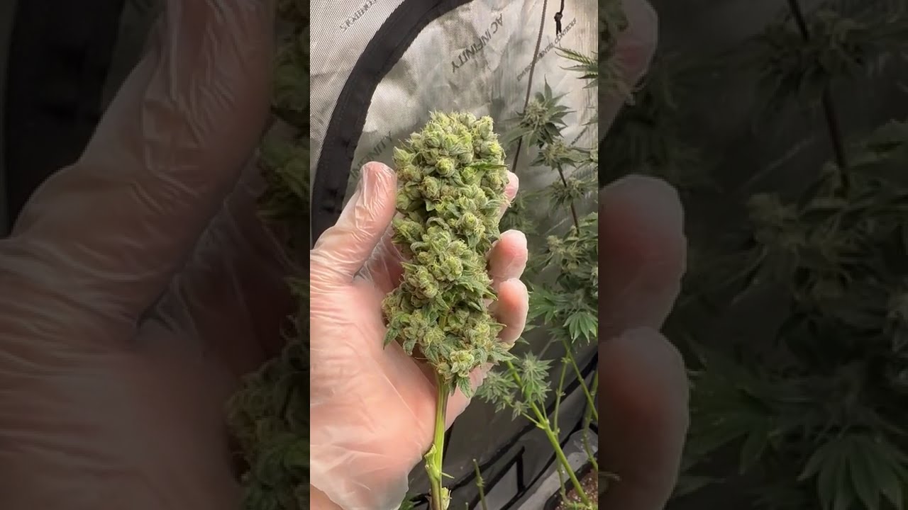 💜🍋 Purple Lemonade by @FastBudsGenetics  #cannabiscontent #cannabisdaily #homegrown #craftcannabis