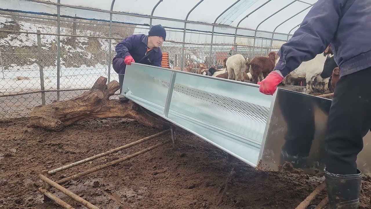 염소 농장 건초 사료 급이기 황소 농기계 구입 설치 Goat Farm Hay Feeder Purchase Installation