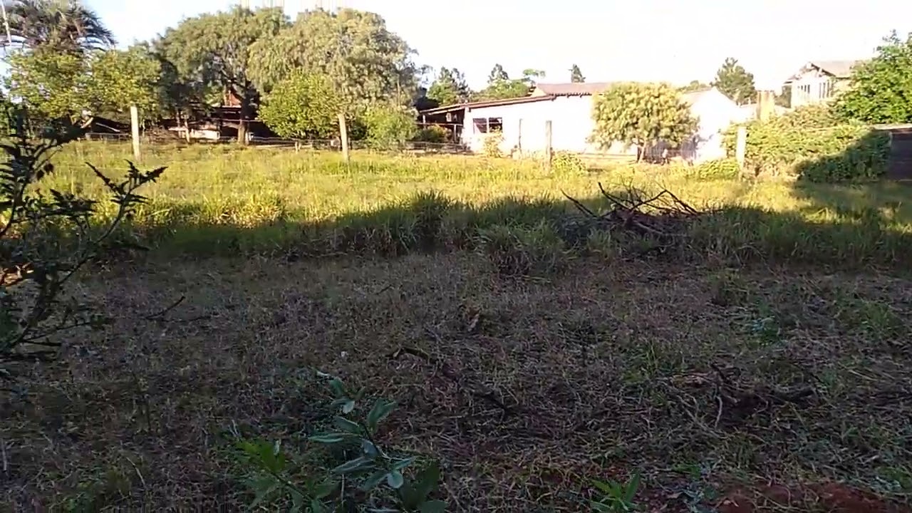 Egua boa de pasto  