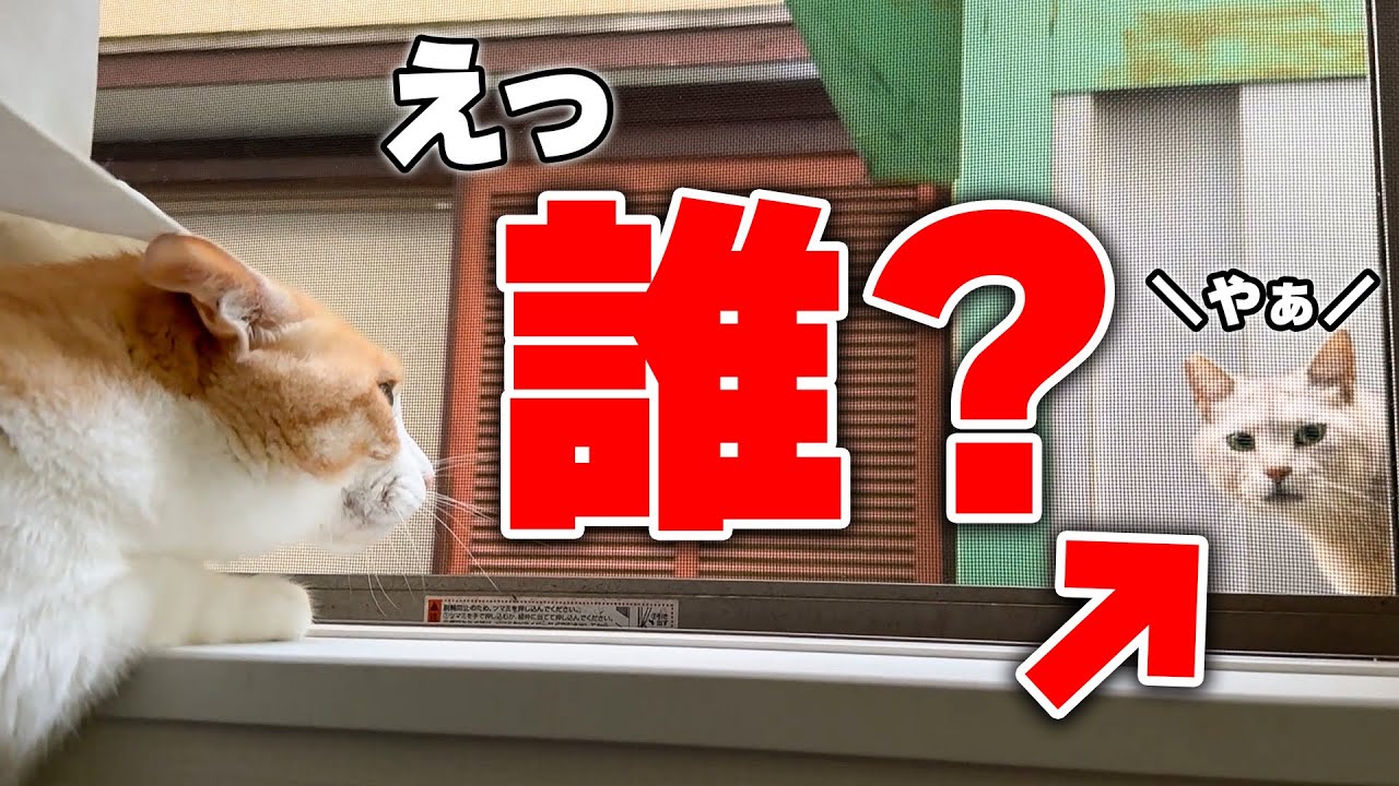 【浮気現場】飼い主が寝てる間にロビンが“知らない猫”と密会してた件について