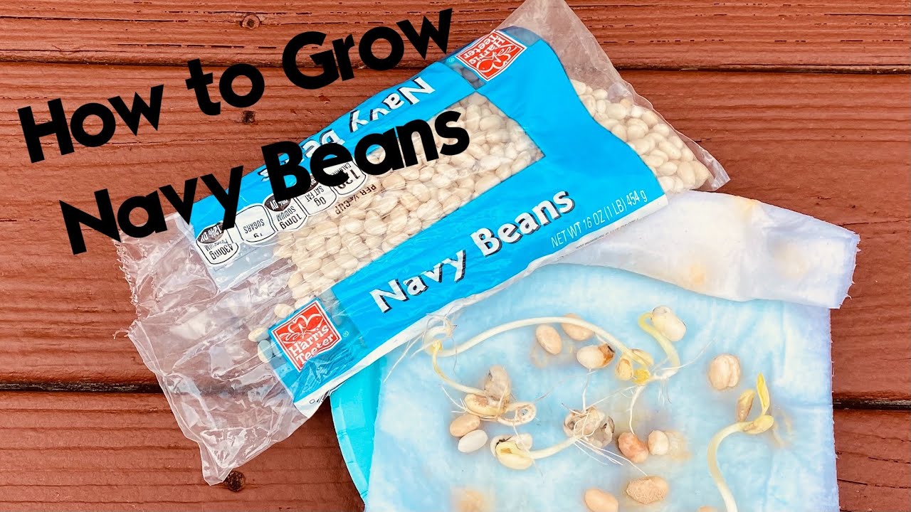 How To Grow Beans From Store Bought | Step by Step | ONLY 9 days to Seedlings | Survival Beans