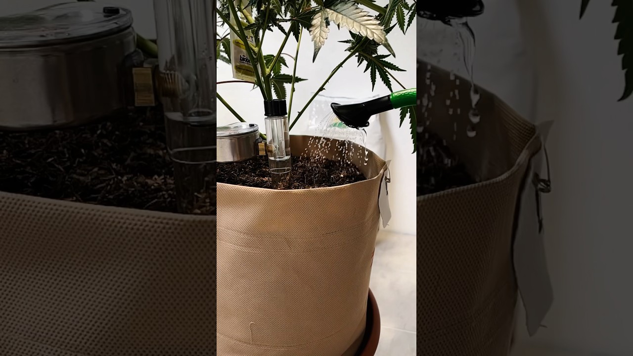 Falsches Gie&szlig;en &ndash; falsche Farbe: Die geheime Sprache deiner Brokkolipflanze entschl&uuml;sselt! 🌱👀