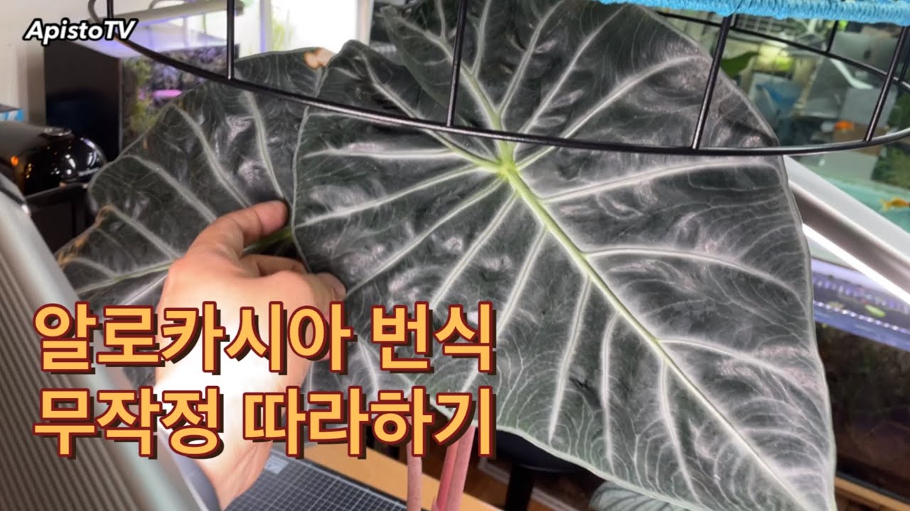 알로카시아 번식 꿀팁 알려드려요. 자구를 탈탈 털었습니다(알로카시아/자구/번식/관엽식물)