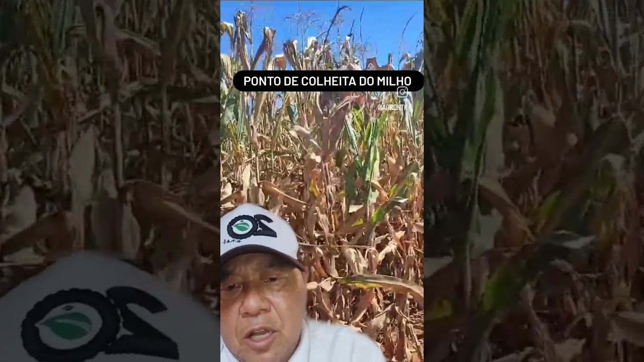 PONTO DE COLHEITA DO MILHO GR&Atilde;O #agrontk