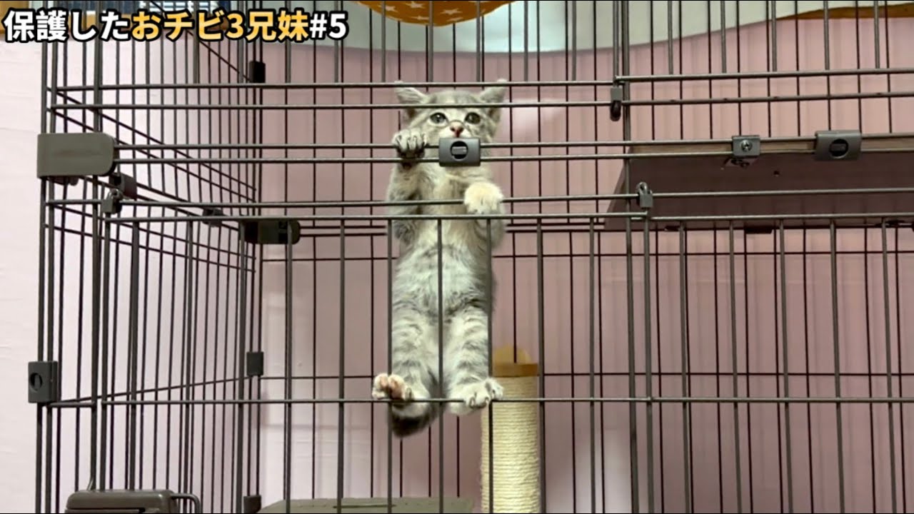 怖がりシャーシャー子猫…外に出たい気持ちを隠せなくなる