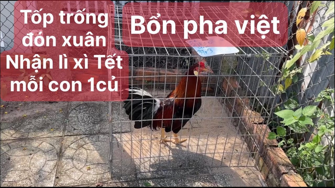 Trại gà nam phát kg, tốp trống pha việt, ngày 30 tháng 1, 2026 033.5555.339