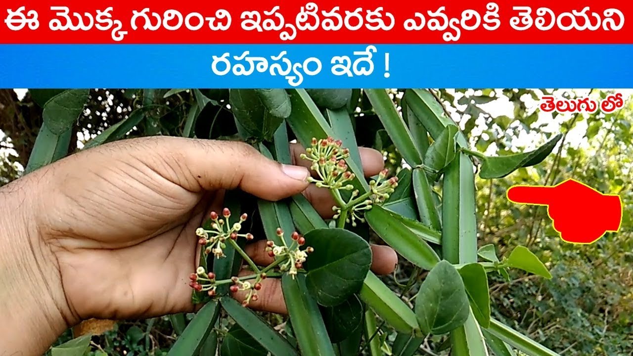 నల్లేరు మొక్క గురించి ఇప్పటివరకు ఎవ్వరికీ తెలియని రహస్యం ఇదే ! || nalleru plant uses in telugu