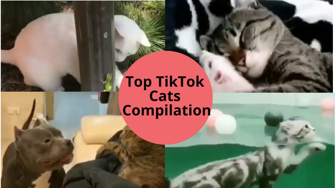 Funny Animals Tik Tok Compilation