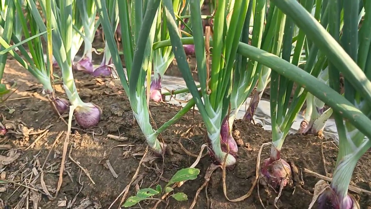 Onion Farming Alwar Rajasthan / कैसी है आपके यहाँ प्याज़ की खेती अलवर राजस्थान / Pyaj Ki Kheti Alwar