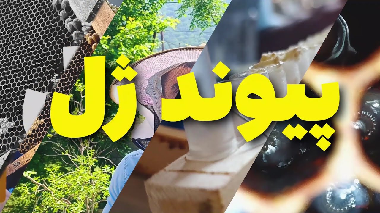 تولید ژل رویال . Processing of Royal Jelly . #beekeeper #royaljelly