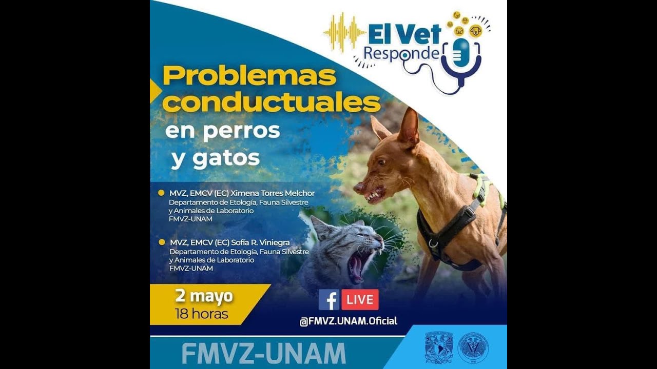 #ElVetResponde | Problemas conductuales en perros y gatos