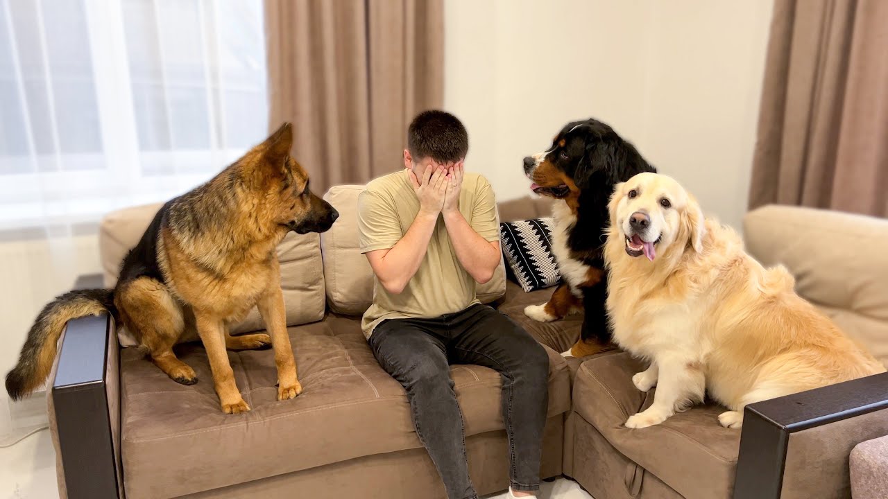 My Dogs React to Me Crying
